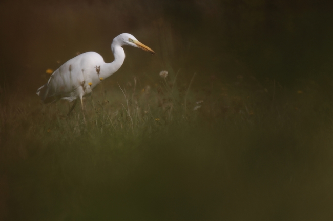 G aigrette 2015-11-02.JPG